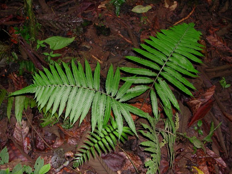Thelypteridaceae Goniopteris 