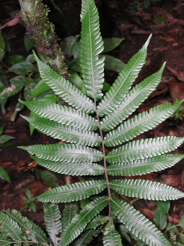 Thelypteridaceae Goniopteris tetragona