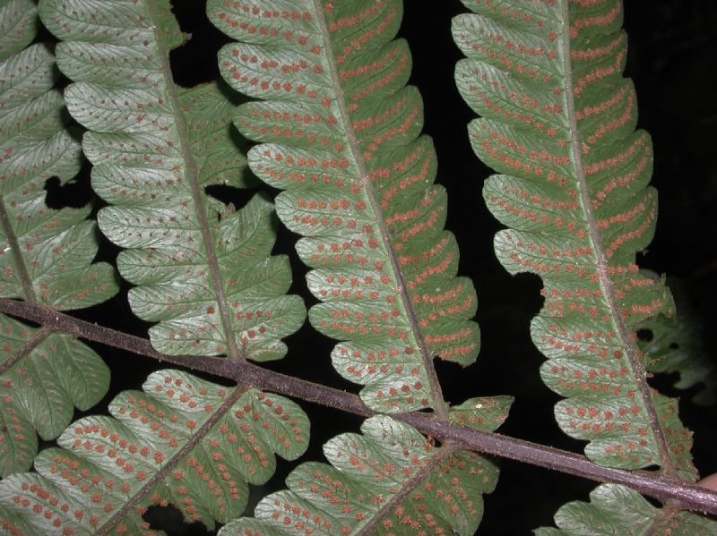 Thelypteridaceae Goniopteris tetragona