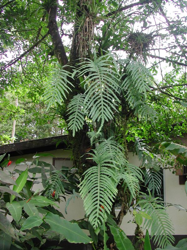 Polypodiaceae Phlebodium pseudoaureum