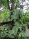 image of Phlebodium pseudoaureum