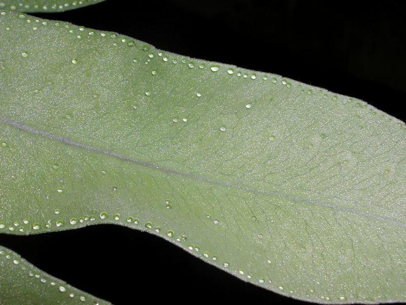 Polypodiaceae Phlebodium pseudoaureum