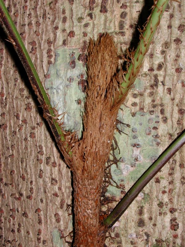 Dryopteridaceae Polybotrya caudata
