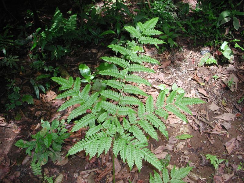 Pteridaceae Pteris tripartita