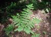 image of Pteris tripartita