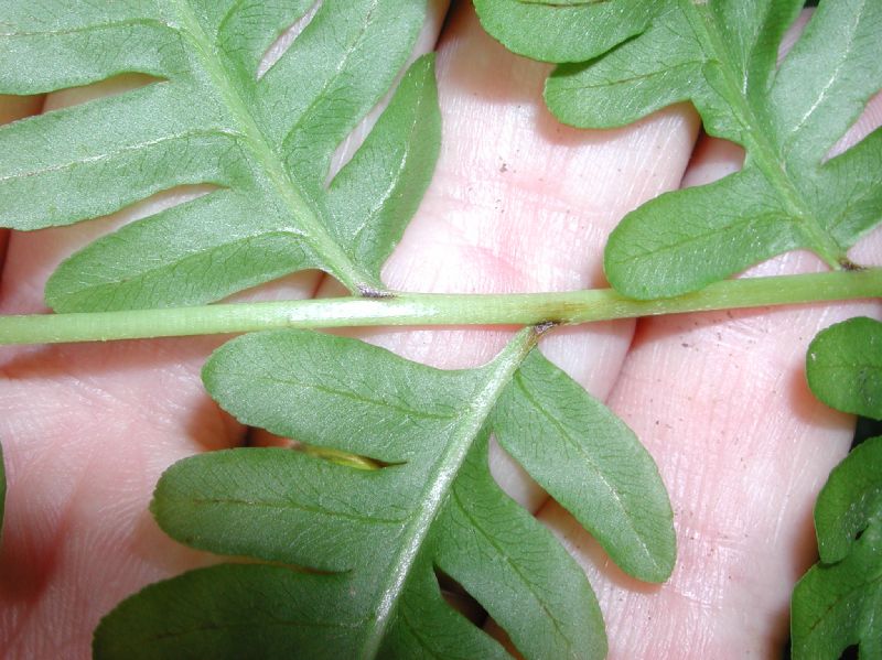 Pteridaceae Pteris tripartita