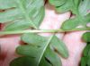 image of Pteris tripartita