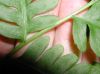image of Pteris tripartita