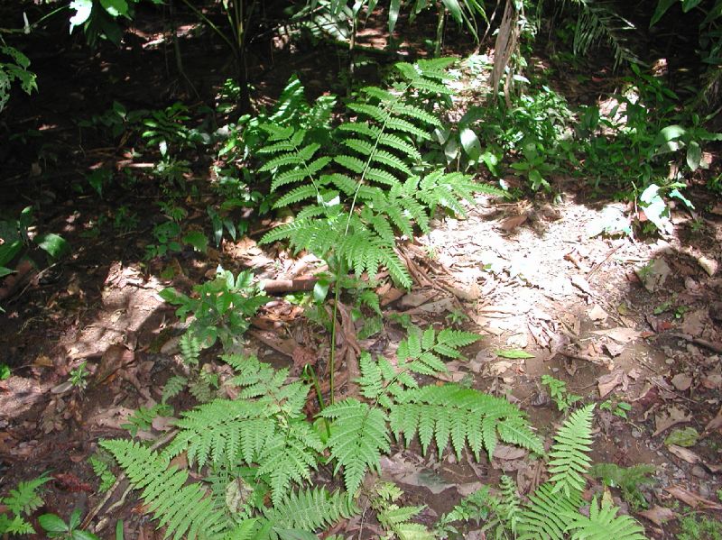 Pteridaceae Pteris tripartita