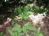 image of Pteris tripartita