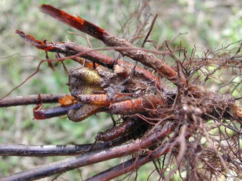 Tectariaceae Tectaria moranii