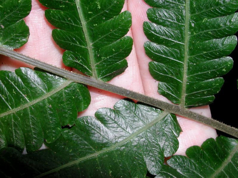 Thelypteridaceae Goniopteris tetragona