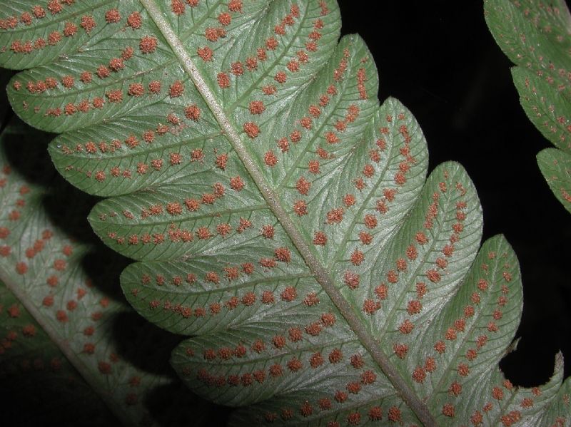 Thelypteridaceae Goniopteris tetragona