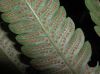 image of Goniopteris tetragona