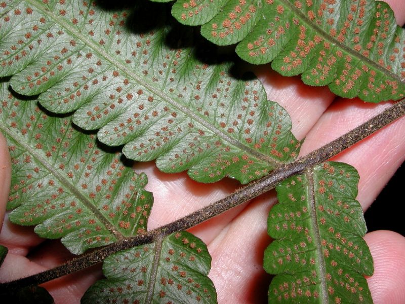 Thelypteridaceae Goniopteris tetragona