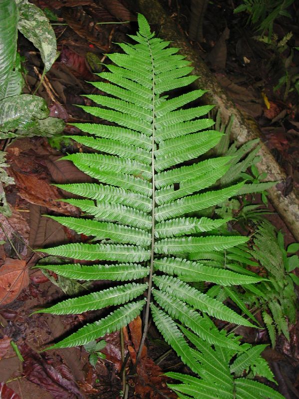 Thelypteridaceae Goniopteris 