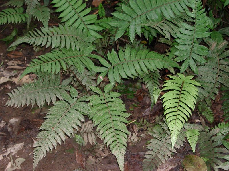 Thelypteridaceae Goniopteris curta