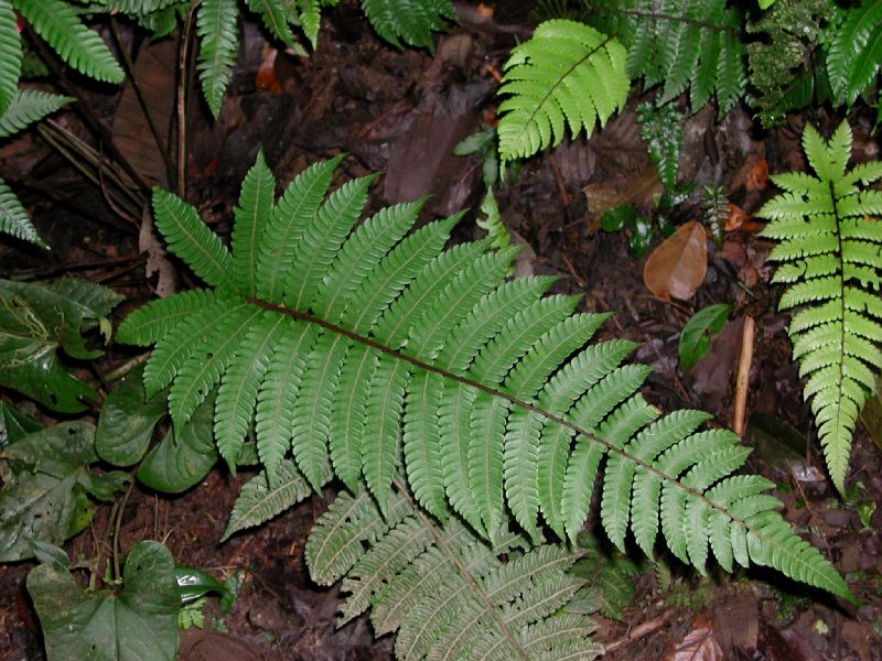 Thelypteridaceae Goniopteris curta