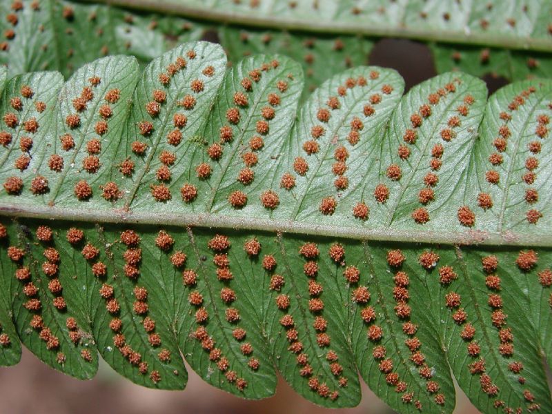 Thelypteridaceae Goniopteris tetragona