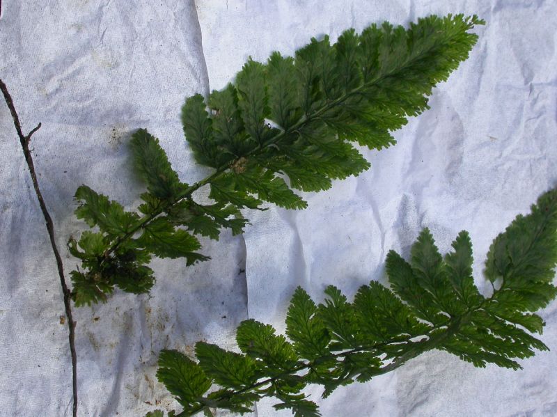 Hymenophyllaceae Trichomanes collariatum