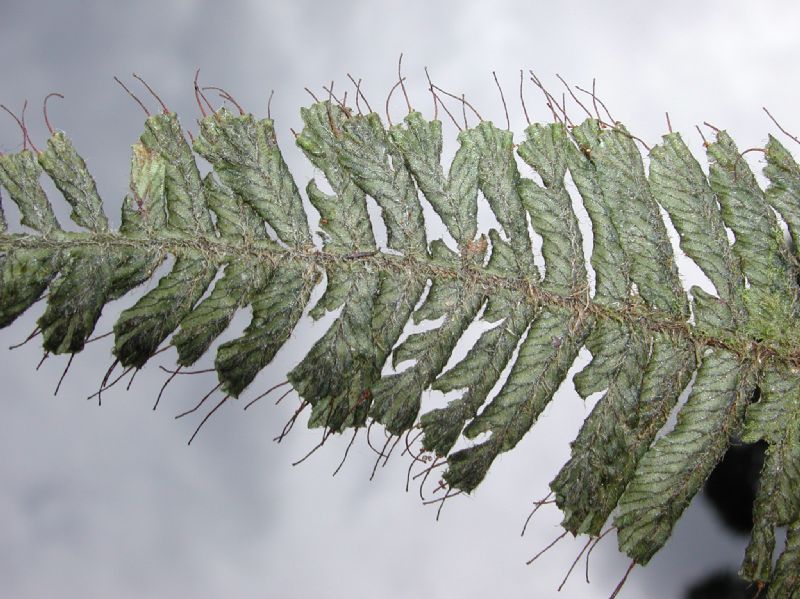 Hymenophyllaceae Trichomanes crispum