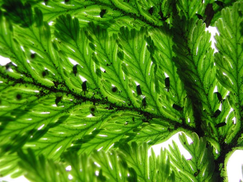 Hymenophyllaceae Trichomanes elegans