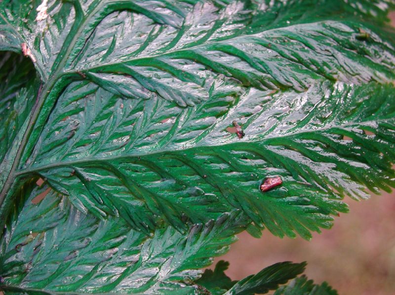 Hymenophyllaceae Trichomanes elegans