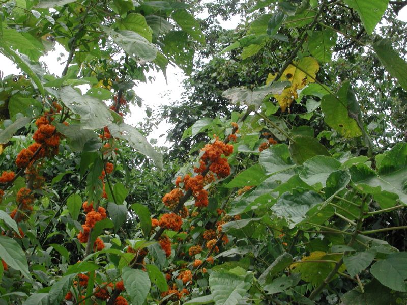 Urticaceae Urera alceifolia