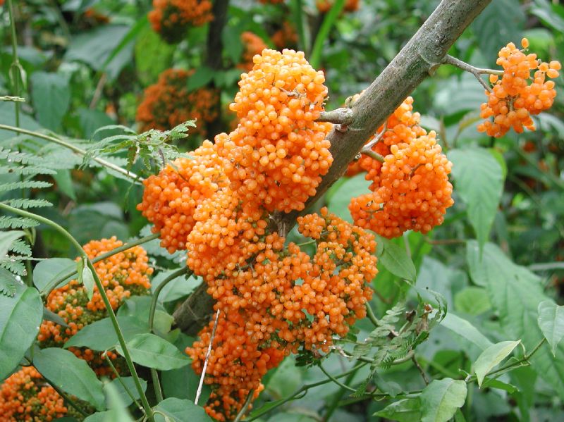 Urticaceae Urera alceifolia