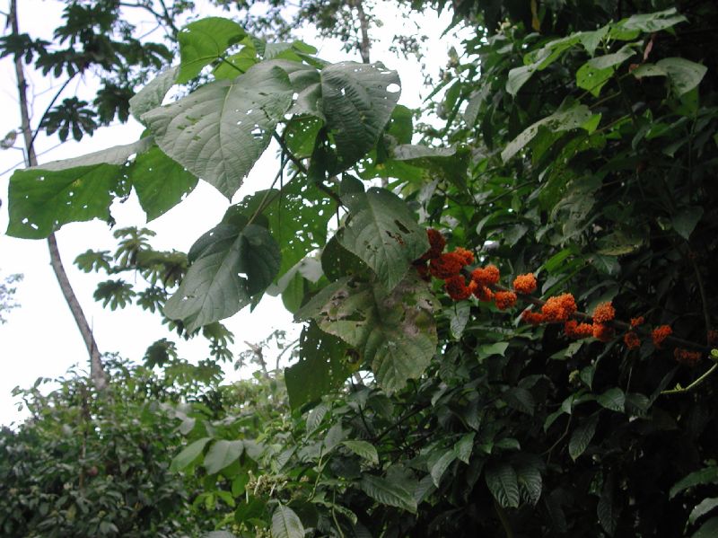 Urticaceae Urera alceifolia