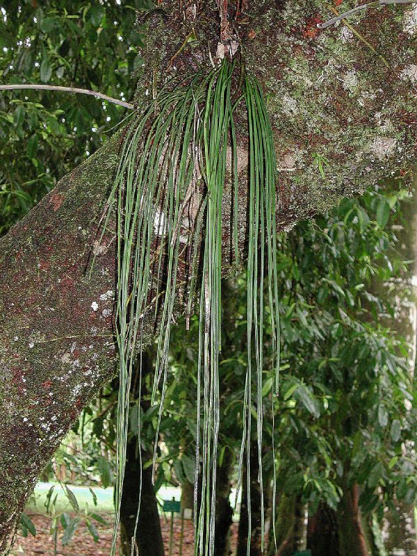 Pteridaceae Vittaria lineata