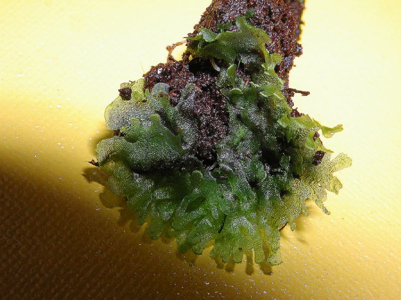 Pteridaceae Vittaria 