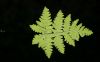 image of Aleuritopteris farinosa