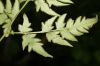 image of Cheilanthes skinneri