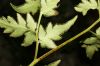 image of Cheilanthes skinneri