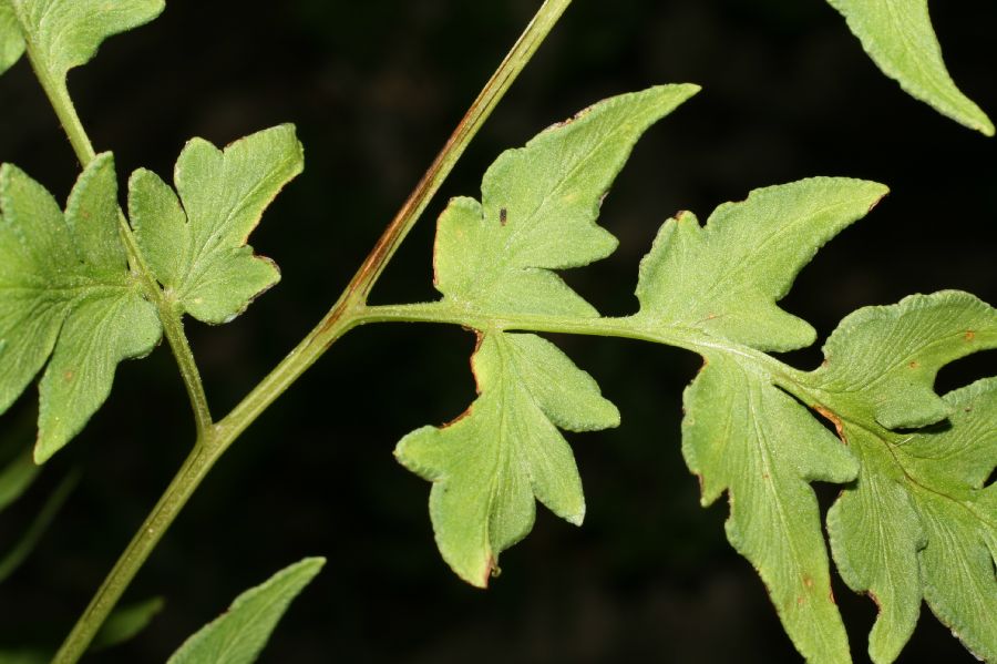 Pteridaceae Cheilanthes skinneri