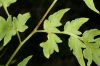 image of Cheilanthes skinneri