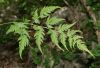 image of Cheilanthes skinneri