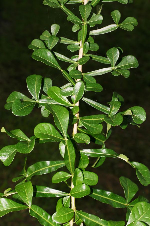 Bignoniaceae Crescentia alata