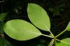 image of Plumeria rubra