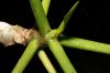 image of Plumeria rubra