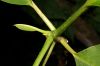image of Plumeria rubra