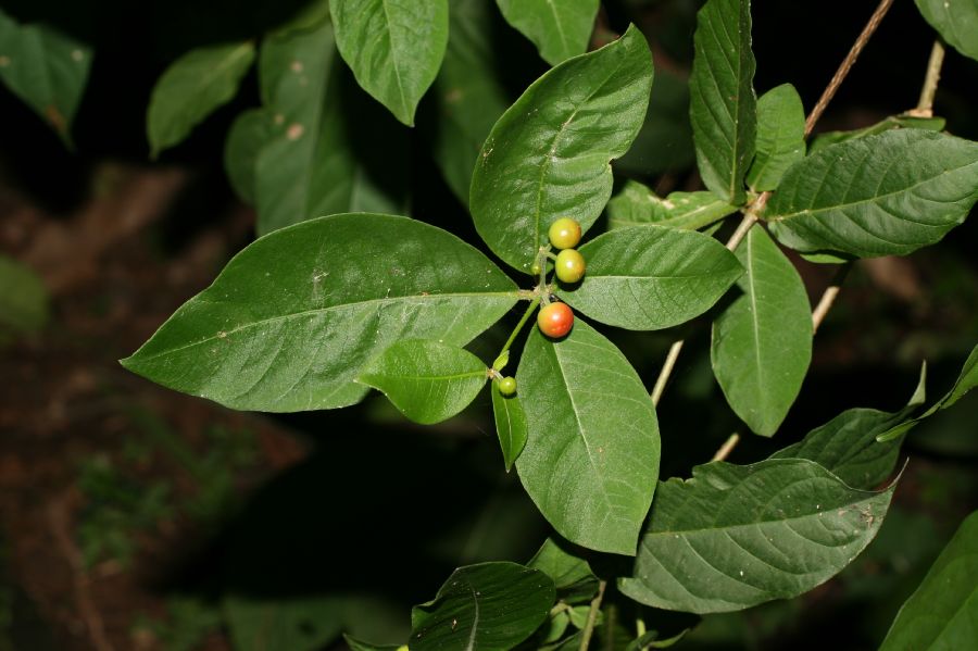 Apocynaceae Rauvolfia littoralis