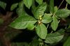 image of Rauvolfia littoralis