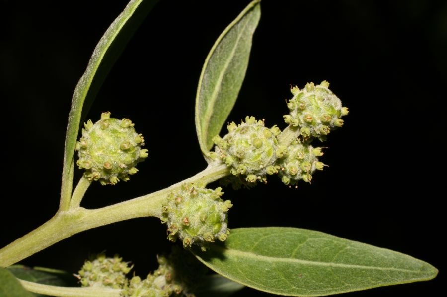 Combretaceae Conocarpus erectus