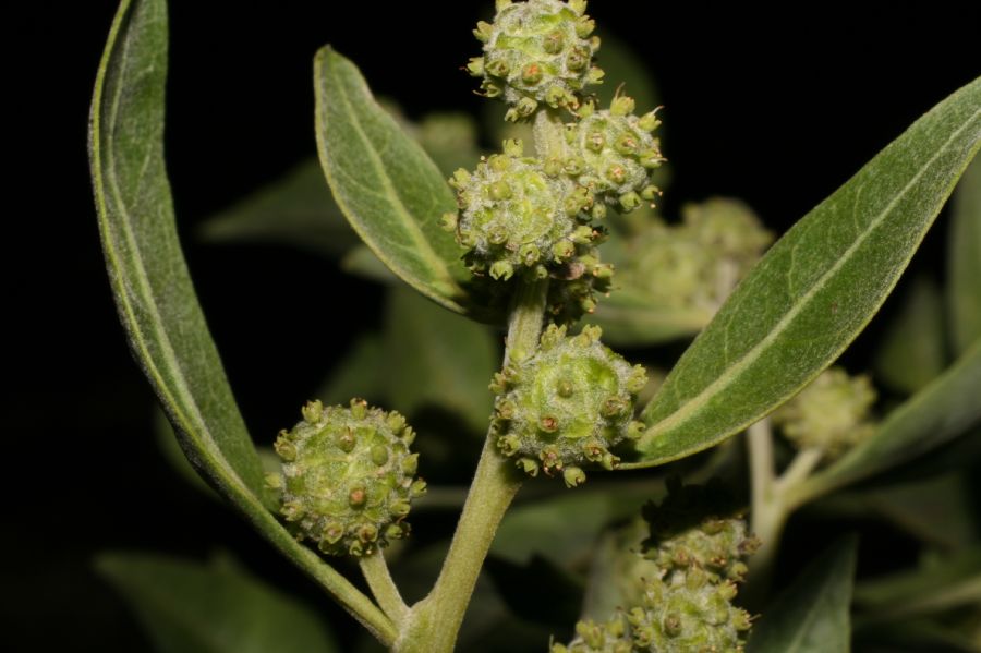 Combretaceae Conocarpus erectus