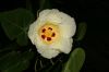 image of Hibiscus pernambucensis