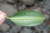 image of Hibiscus racemosa