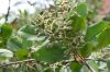 image of Hibiscus racemosa
