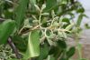 image of Hibiscus racemosa